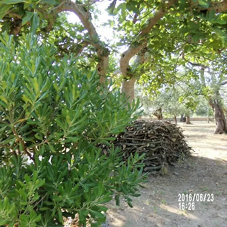 Σπίτι διακοπών Olive Trees House Torre dell'Orso